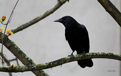 Dame corneille sur un arbre perchée