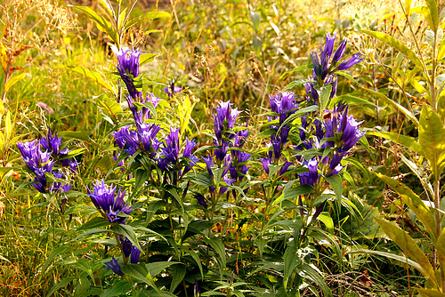 Schwalbenwurz-Enzian - Gentiana asclepiadea (PicinPic)