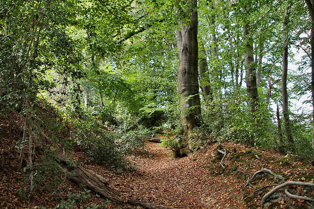 Alter Hohlweg (Hattingen-Niederstüter) / 16.08.2020