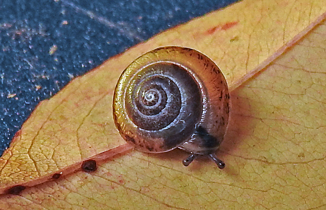 20211004 3020CPw [D~LIP] Dunkles Kegelchen (Euconulus praticola), Bad Salzuflen