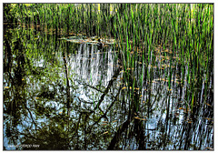 Gänseteich