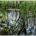 Gänseteich