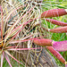 Orchid Plants 12