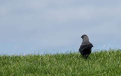 20140907 4834VRAw [NL] Dohle (Corvus monedula), Terschelling