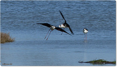 PARC du TEICH (33 Gironde)