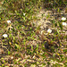 DSCN7182 - campainha-branca Ipomoea imperati, Convolvulaceae