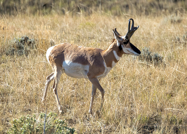 Pronghorn