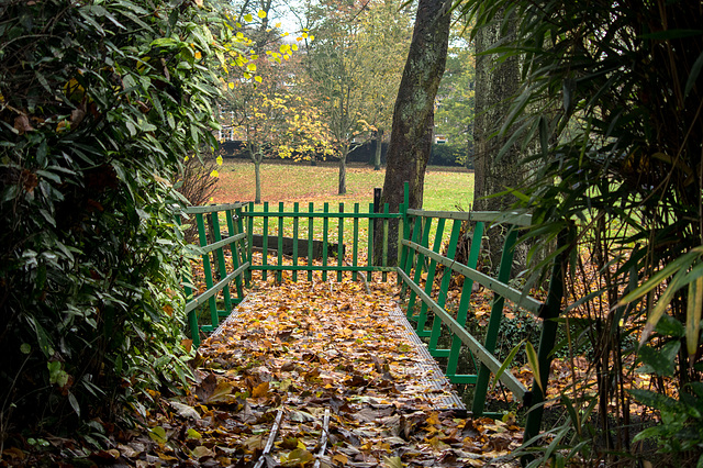 Leaves on the track