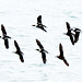 Old Squaws, diving ducks (Clangula hyemalis)/Eisenten