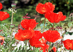 Mohnblumen