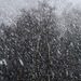 Birch in a snow shower