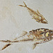 poissons fossilisés du Tertiaire marocain