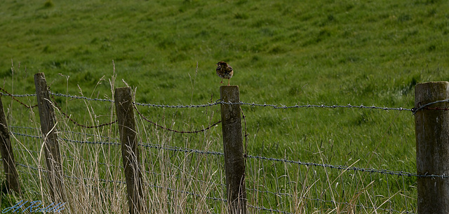 Doing the birdie dance