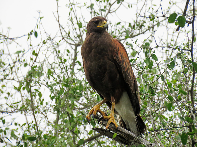 Day 8, Harris's Hawk, Santa Ana NWR, Texas