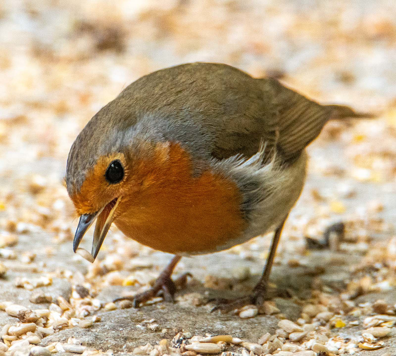 Robin
