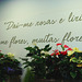 "Give me roses and lilies Give me flowers, many flowers" Fernando Pessoa