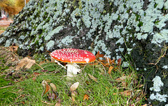 Amanita Muscaria