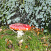 Amanita Muscaria