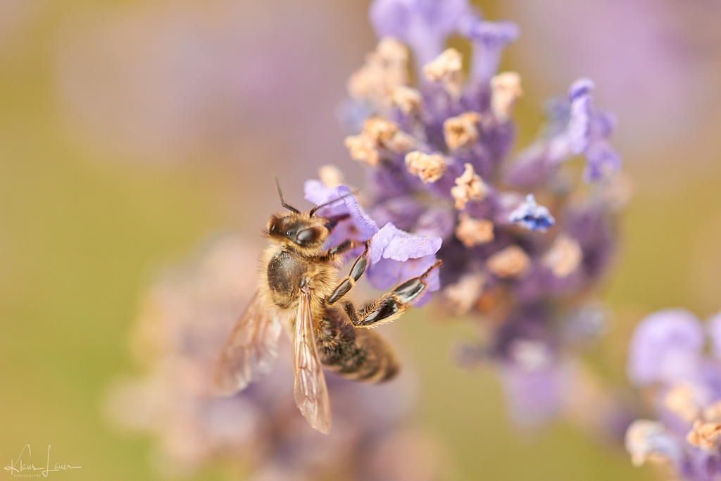 Biene auf Lavendel