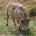 Addo Nationalpark Südafrika - Warzenschwein