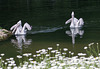 Dalmatian pelicans