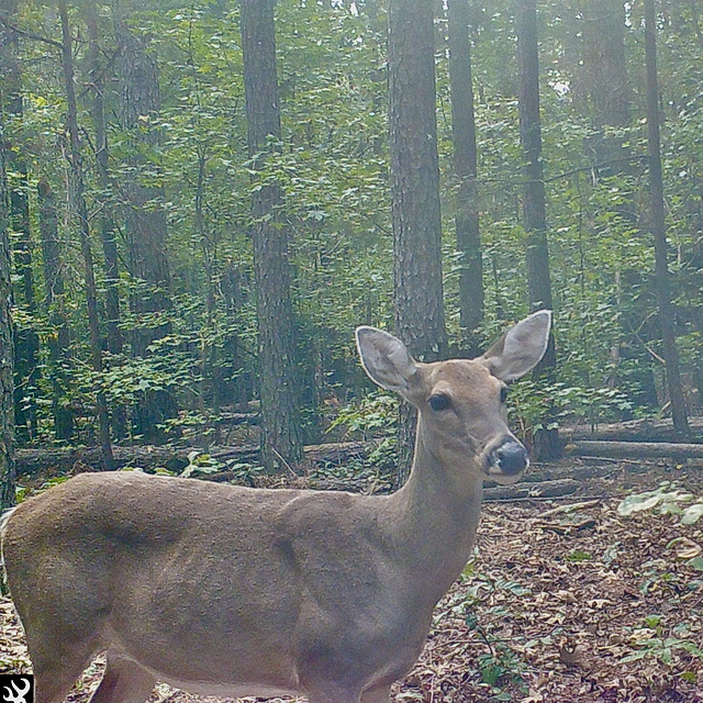 Whitetail deer