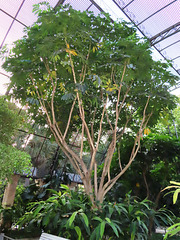 Valencia: Jardín botánico, 30