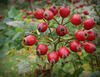 Autumnal fruits