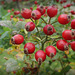 Autumnal fruits