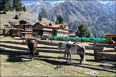 Horses at Fairy Meadows, Pakistan