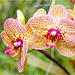 Orchid Plants 13