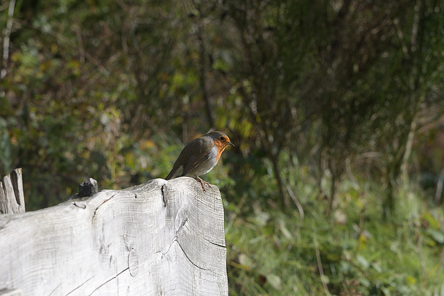 A robin pays tribute