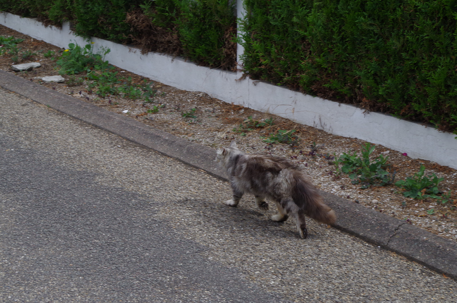 chat de rencontre