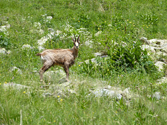 ...une jolie rencontre dans le Mercantour...