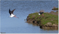 PARC du TEICH (33 Gironde)