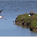 PARC du TEICH (33 Gironde)