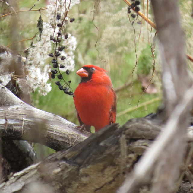 Northern cardinal