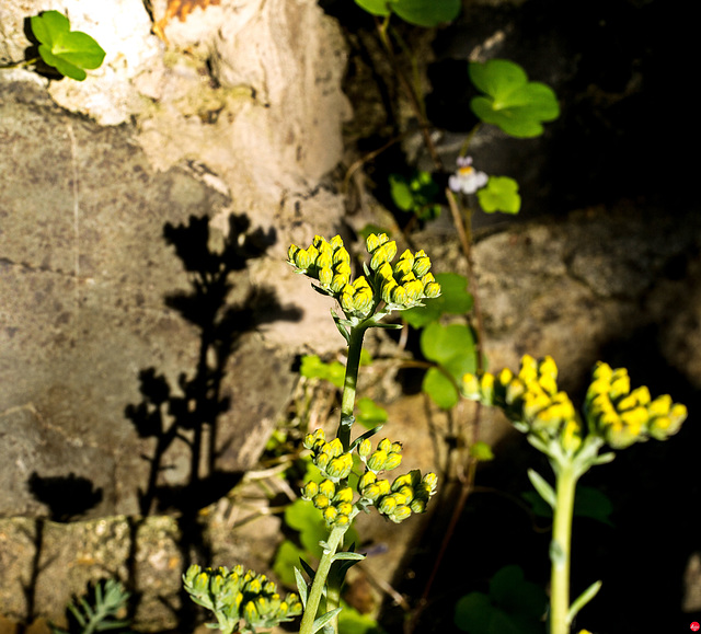 Mauerpfeffer im Abendlicht