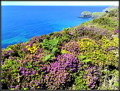 Heather and gorse; the coast path above Greenbank Cove, North Cliffs, Cornwall. For Pam.