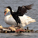 EOS 6D Peter Harriman 08 25 18 00452 CormorantSwan dpp