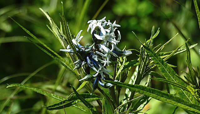 20200517 7428CPw [D~LIP] Texas-Amsonie (Amsonie tabernaemontana), UWZ, Bad Salzuflen