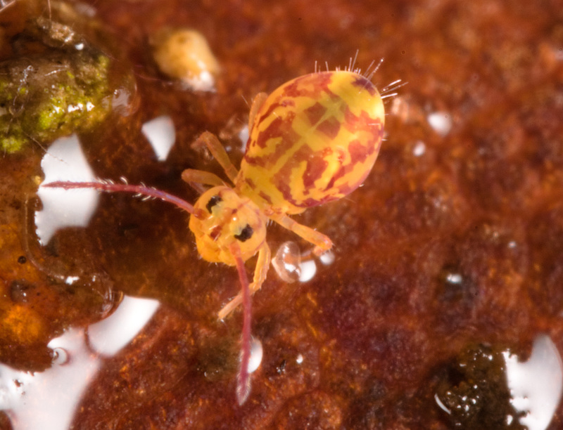 IMG 5828Springtail