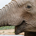 Addo Nationalpark Südafrika - Eine sehr nahe Begegnung