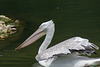 Dalmatian pelicans