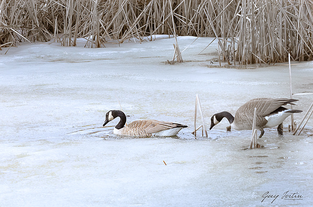 En attendant que la glace fonde