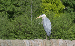 HWW ~ Heron in the park