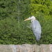 HWW ~ Heron in the park