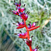 Orchid Plants 14