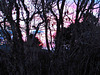 Evening Through Trees.
