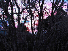 Evening Through Trees.